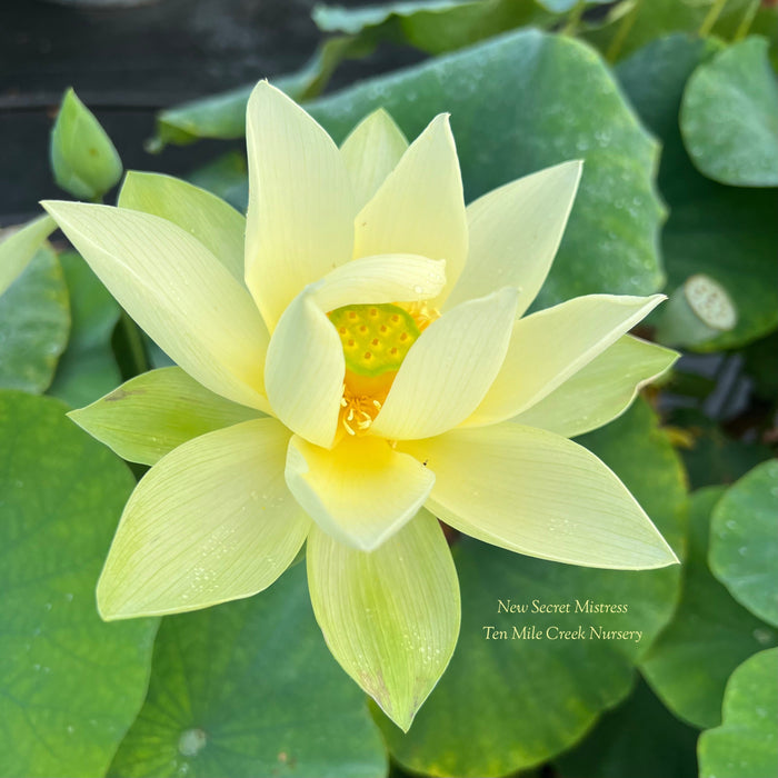 New Secret Mistress Lotus (Bare Root)