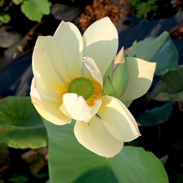 New Secret Mistress Lotus (Bare Root)