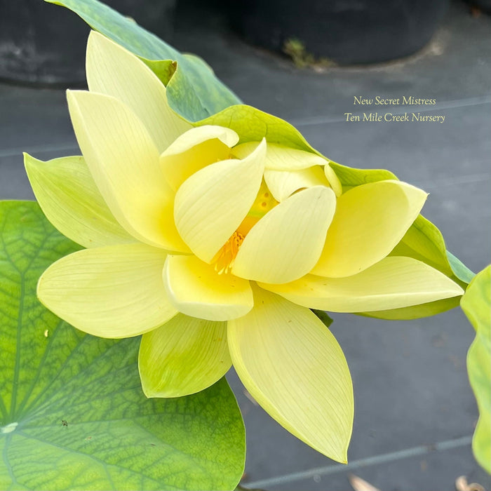 New Secret Mistress Lotus (Bare Root)