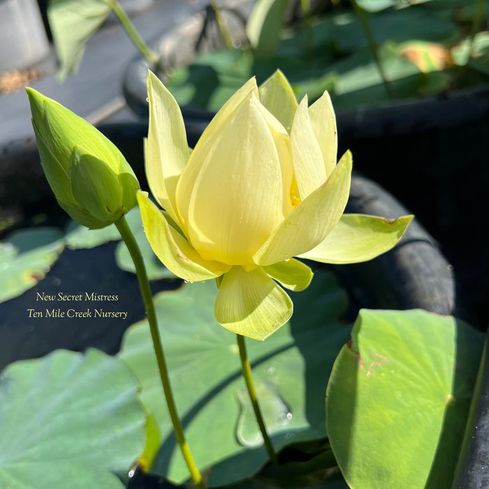 New Secret Mistress Lotus (Bare Root)