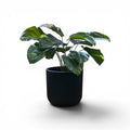 Newport Planter S 29.5x28 Black With Dieffenbachia 57cm