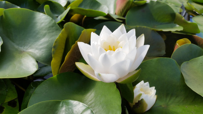 Nymphaea - Siam Jasmine (Bare Root) - Play It Koi
