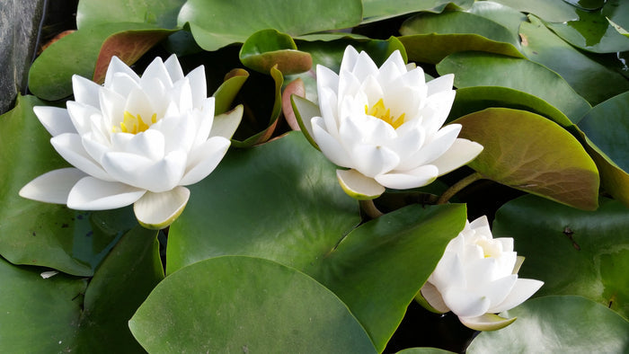 Nymphaea - Siam Jasmine (Bare Root) - Play It Koi
