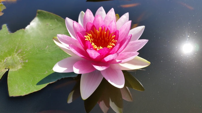Nymphaea 'Attraction Red' Hardy Lily (Bare Root)