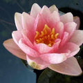 Nymphaea 'Berit Strawn' Small Pink Lily (Bare Root) - Play It Koi