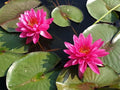 Nymphaea 'Bernice Ikins' Pink Hardy Lily bloom
