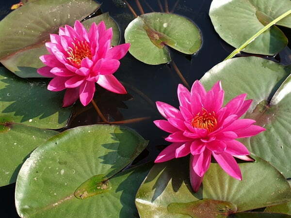Nymphaea 'Bernice Ikins' Pink Hardy Lily bloom
