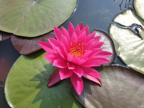 Nymphaea 'Bernice Ikins' Pink Hardy Lily