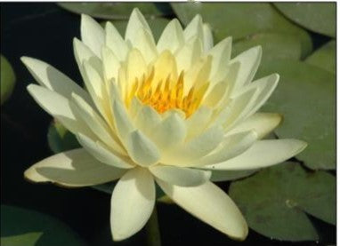 Nymphaea 'Lemon Mist' Yellow Hardy Lily bloom
