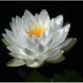 Nymphaea 'Perry's Double White' Hardy Lily (Bare Root) - Play It Koi