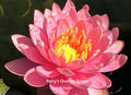 Nymphaea 'Perry's Orange Sunset' Orange Hardy Lily bloom