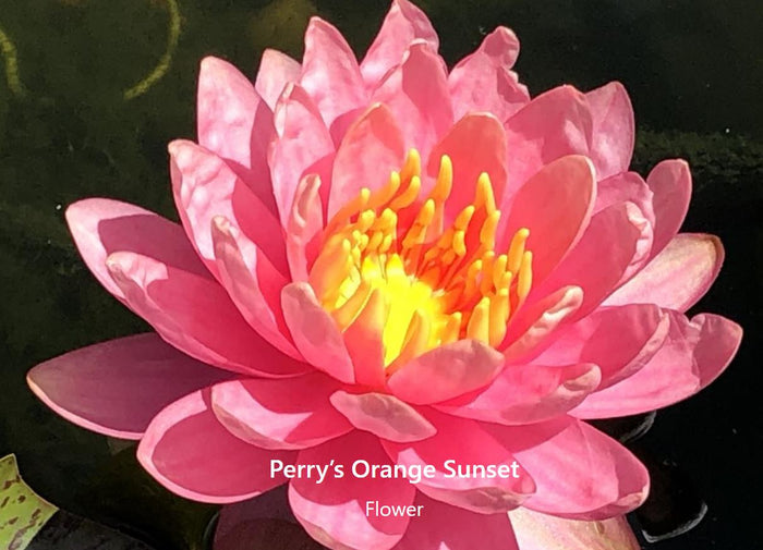 Nymphaea 'Perry's Orange Sunset' Orange Hardy Lily bloom