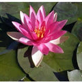 Nymphaea 'Pink Sparkle' Hardy Lily (Bare Root) - Play It Koi