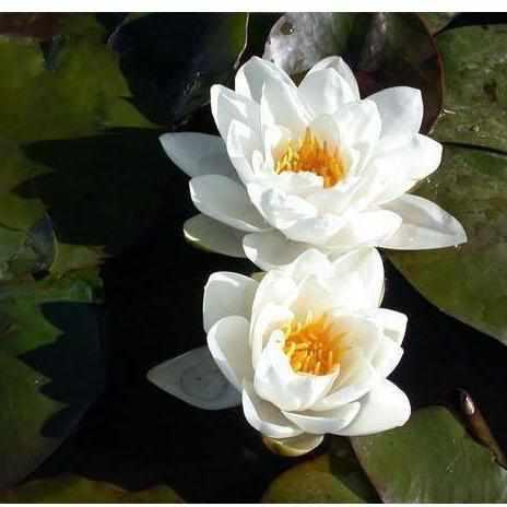 Nymphaea 'Virginalis' White Hardy Lily (Bare Root) - Play It Koi