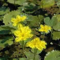 Nymphoides Crenata - 'Ruffled Snowflake' (Bare Root) - Play It Koi