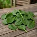 Olympia, (F1) Spinach Seed