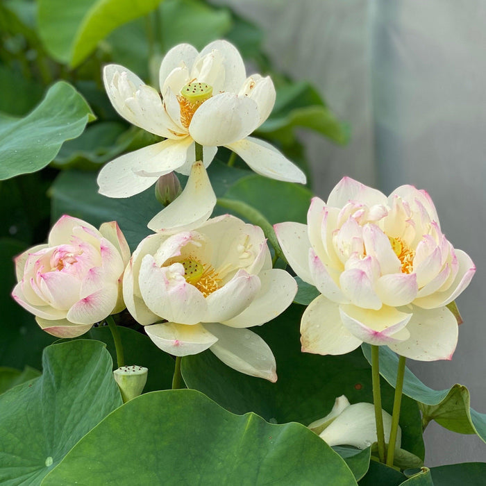 Olympic Lotus (Bare Root) - Play It Koi
