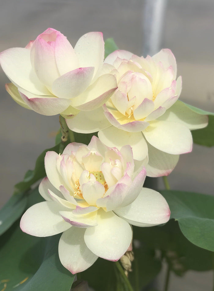 Olympic Lotus (Bare Root) - Play It Koi
