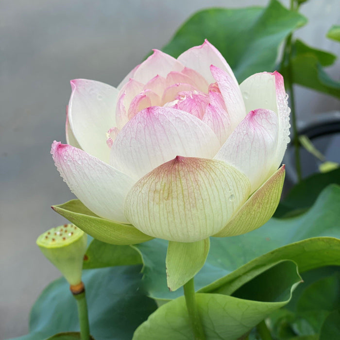 Olympic Lotus (Bare Root) - Play It Koi