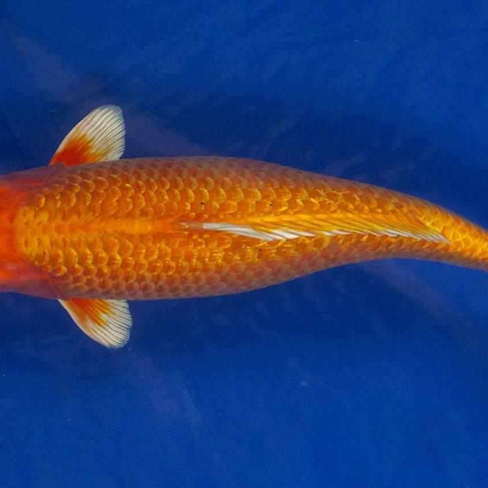 Orenji Ogon - Play It Koi