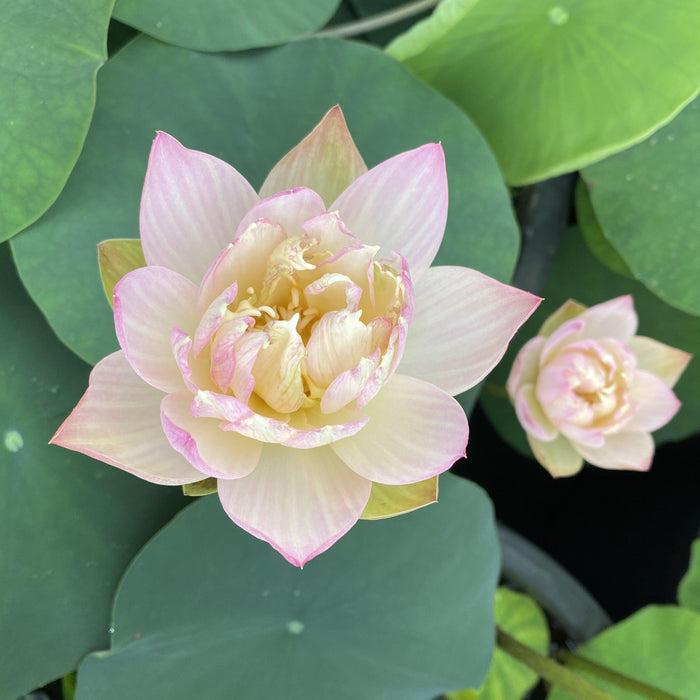 Oriole Out of Water Lotus (Bare Root) - Play It Koi