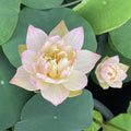 Oriole Out of Water Lotus (Bare Root) - Play It Koi