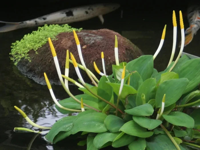 Orontium Aquatium 'Golden Club' (Bare Root)