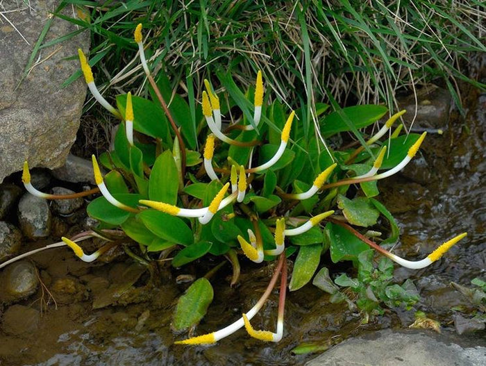 Orontium Aquatium 'Golden Club' (Bare Root)