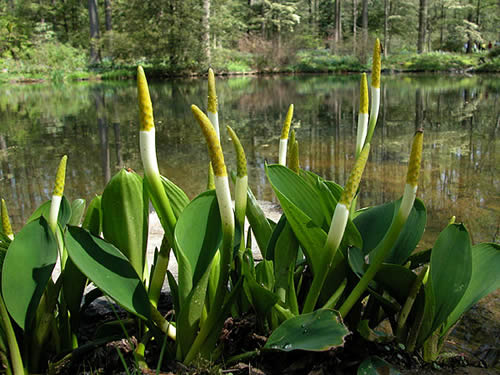 Orontium Aquatium 'Golden Club' (Bare Root)