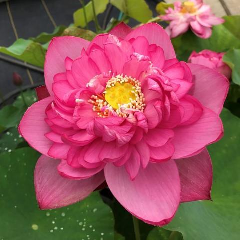 Outstanding Talent Lotus (Bare Root) - Play It Koi