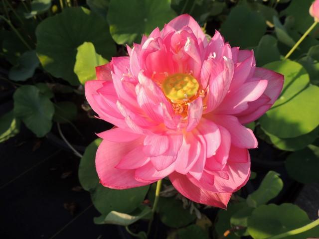 Outstanding Talent Lotus (Bare Root) - Play It Koi