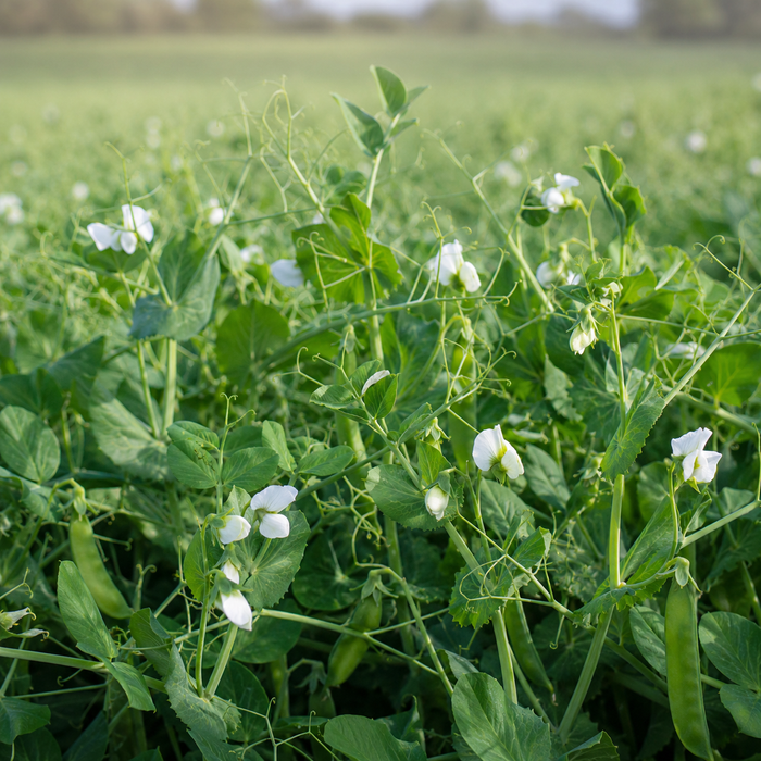 Packer Forage Peas field crop