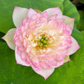 Painted Clouds Lotus (Bare Root) - Play It Koi