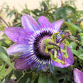 Purple Passion Flower