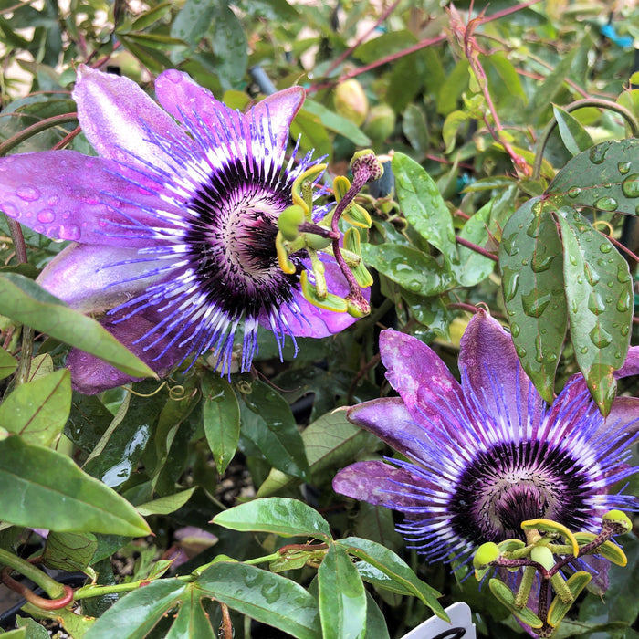 Betty Myles Young Purple Passionflower