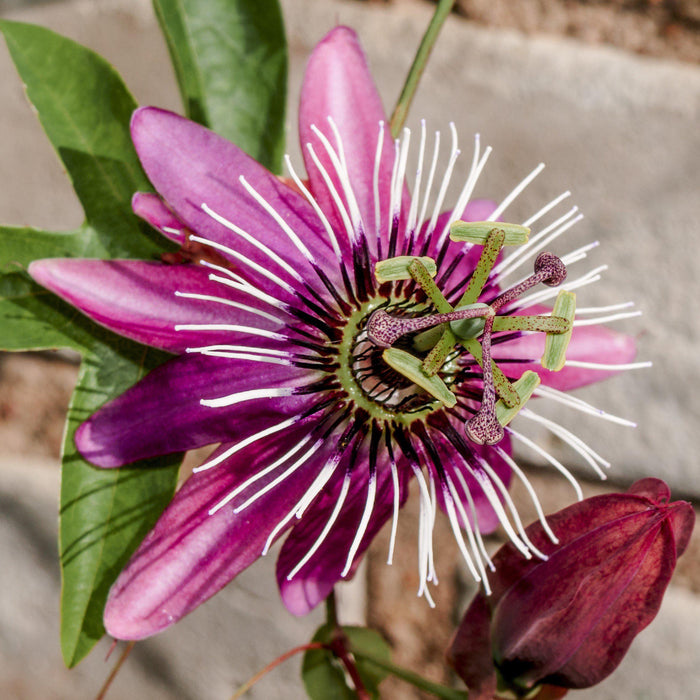 Passiflora Victoria