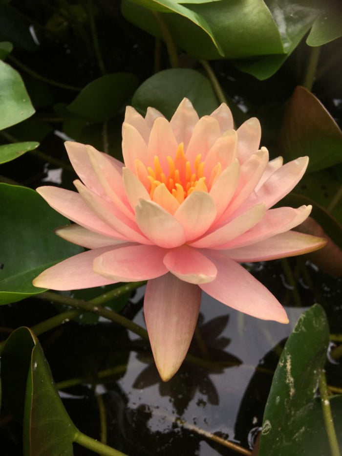 Patio Joe - Hardy Lily (Bare Root)