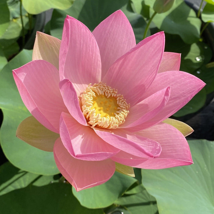 Patricia Garrett Lotus (Bare Root) - Play It Koi