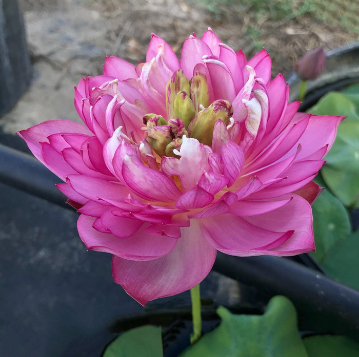 Pearls on a Red Plate -Super Bloomer Lotus (Bare Root) - Play It Koi