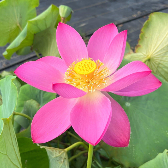 Pekinensis Rubra Lotus (Bare Root) - Play It Koi