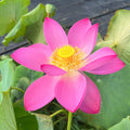 Pekinensis Rubra Lotus (Bare Root) - Play It Koi
