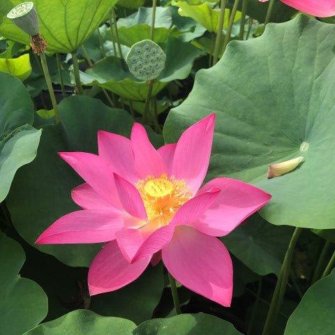 Pekinensis Rubra Lotus (Bare Root) - Play It Koi