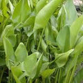 Peltandra Virginica - Arrow-Arum (Bare Root) - Play It Koi