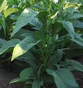 Pennsylvania Red, Tobacco Seed