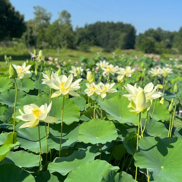 Perry's Giant Sunburst Lotus (Bare Root)