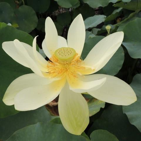 Perry's Giant Sunburst Lotus (Bare Root)