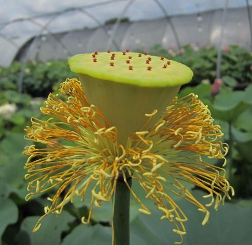 Perry's Giant Sunburst Lotus (Bare Root)
