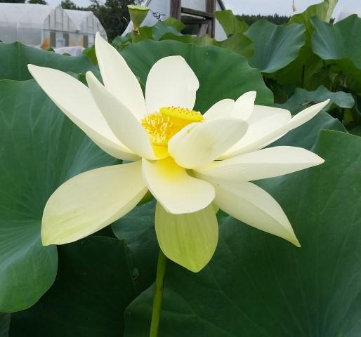 Perry's Giant Sunburst Lotus (Bare Root)