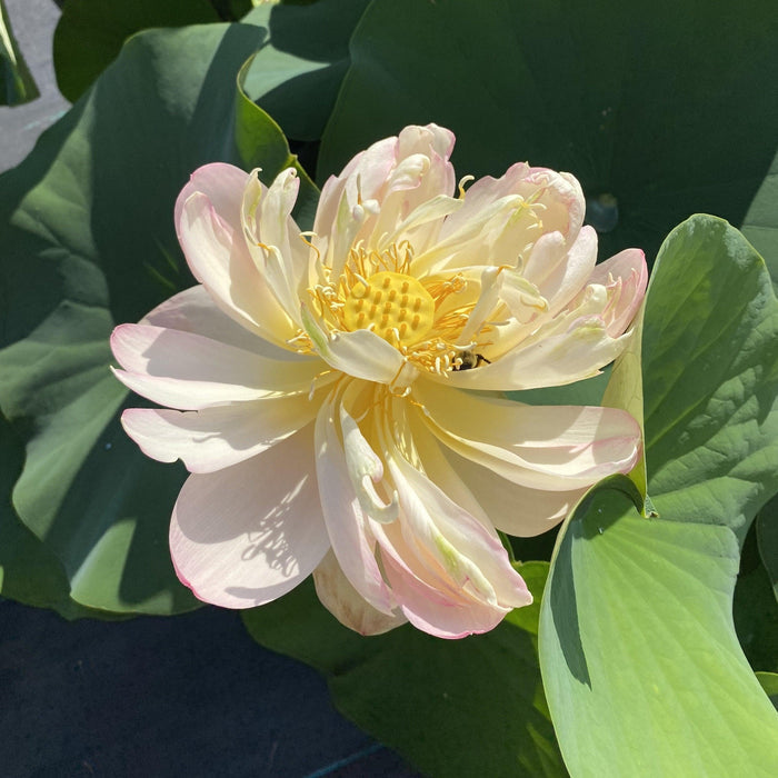 Perry's Super Star Lotus (Bare Root) - Play It Koi