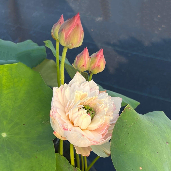Phoenix Feather 13 - Crazy Good Bloomer Lotus (Bare Root) - Play It Koi